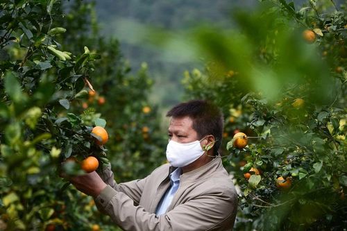 Bước tiến lớn trong chiến lược mở rộng thị trường xuất khẩu nông sản Việt