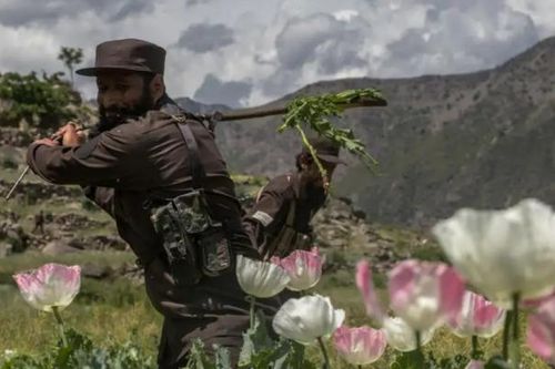 Nông dân Afghanistan gặp khó khăn và chưa tìm được giải pháp thay thế cho cây thuốc phiện