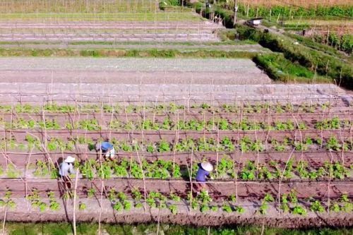 Làng hoa lớn nhất Quảng Bình xuống giống với nhiều kỳ vọng