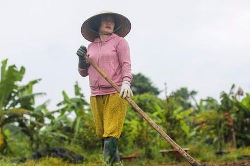 Làng hoa Tết lớn nhất TPHCM 'méo mặt' vì thời tiết