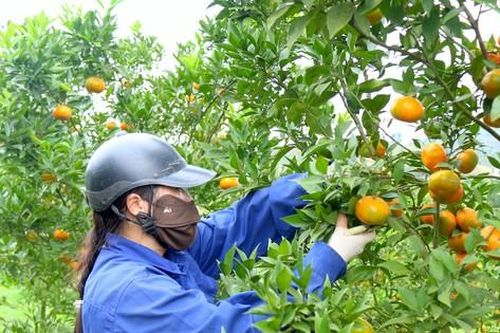 Thủ phủ cam Cao Phong được mùa, được giá nhờ tái canh