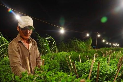 Chong đèn, đánh lừa 'không cho hoa ngủ' ở thủ phủ hoa cúc trước Tết