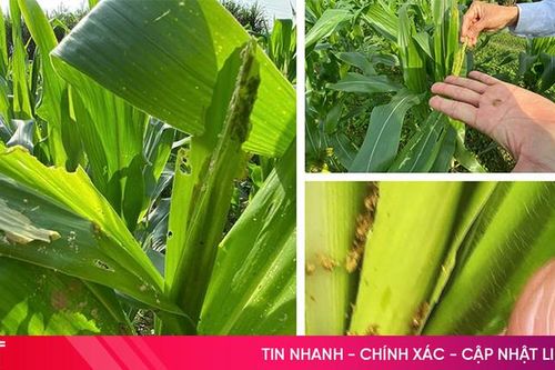 Sâu bệnh 'xuất kích' gây hại ngô vụ đông