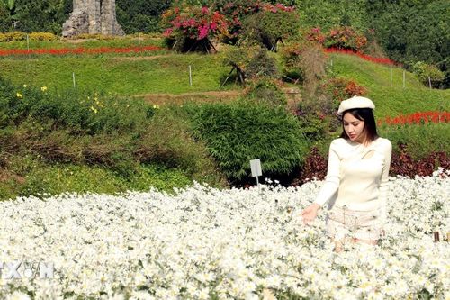 Ninh Bình: Đắm mình trong sắc trắng tinh khôi của hoa cúc họa mi