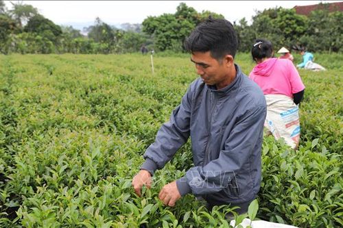 Thái Nguyên có gần 5.500 ha chè đạt tiêu chuẩn VietGAP, hữu cơ