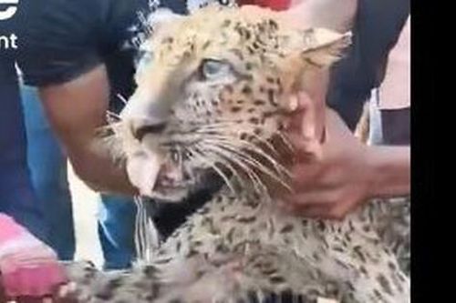 Cả gan tấn công dân làng, báo quý hiếm mất mạng