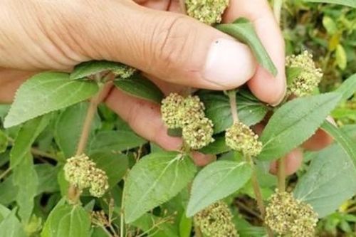 Cỏ độc đến từ Châu Phi, hái bán hơn 100.000đ/kg vẫn ùn ùn người mua