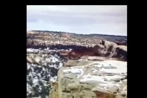 CLIP: Bị ' anh em' nhà chó săn truy đuổi, báo sư tử rơi xuống vực sâu thê thảm