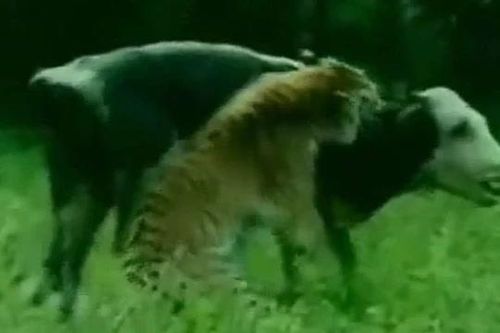 CLIP: Hổ 'đột nhập' trang trai, tóm gọn bò sữa trong vòng 'một nốt nhạc'
