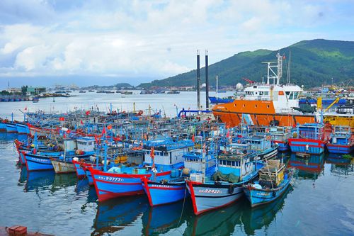 Ngư dân 'đi thưa, về trình'