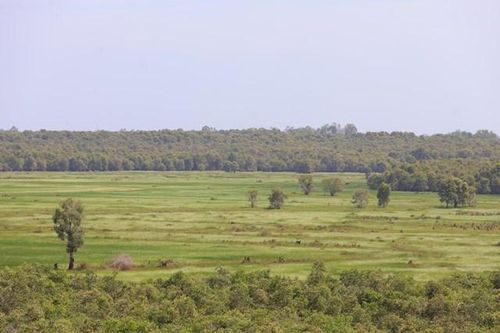Đồng Tháp nỗ lực phục hồi hệ sinh thái, sẵn sàng cho sếu đầu đỏ 'định cư' dài lâu tại Vườn Quốc gia Tràm Chim