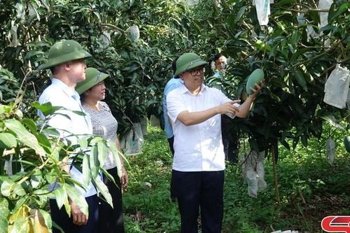 Mai Sơn nỗ lực hoàn thành các chỉ tiêu nghị quyết đại hội