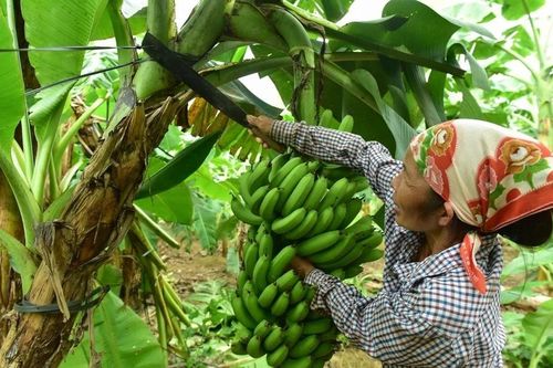 Cung cấp dinh dưỡng, giúp cây chuối khỏe ngay từ đầu vụ bằng phân bón Đầu Trâu