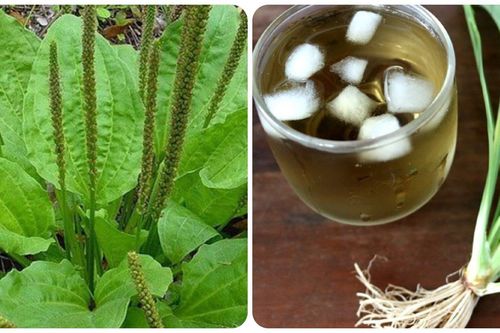 Uống nước mã đề mỗi ngày có tốt?