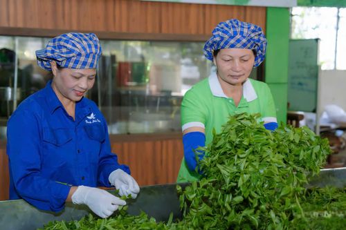 Dấu ấn đặc sắc từ Lễ hội trà Đại Từ, Thái Nguyên