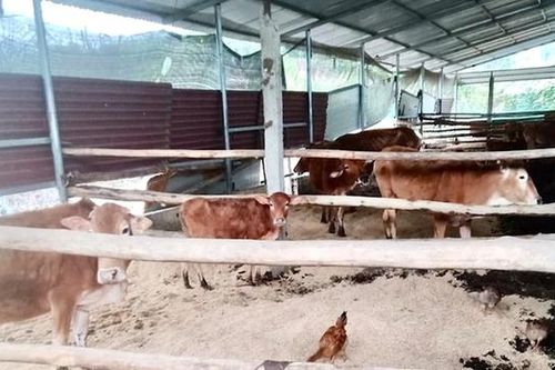 Lý do dự án trung tâm bảo tồn gene và phát triển giống bò Mông ở Bắc Kạn bị 'khai tử'?