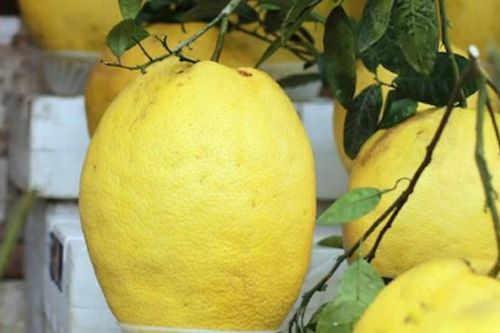 Tò mò bưởi khổng lồ 1 triệu đồng/quả hút khách dịp Tết