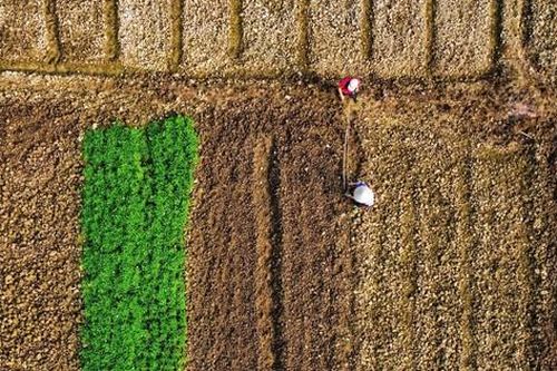 Vựa rau lớn nhất Yên Bái hồi sinh sau bão lũ