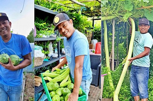 Ông bố Việt trồng vườn rau củ xanh mướt ở Pháp để nhắc nhớ hương vị quê nhà