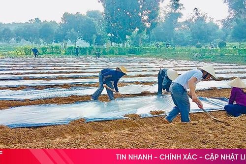 Nông dân Vũ Quang xuống giống hơn 97% diện tích vụ đông