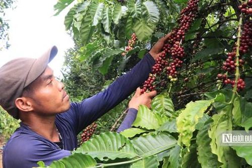 Giá cà phê liên tục tăng cao: Nông dân cần thu hái thế nào để đảm bảo chất lượng?