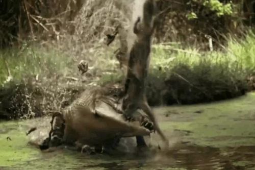 CLIP: Cá sấu khổng lồ đoạt mạng kangaroo khi đang uống nước bên sông