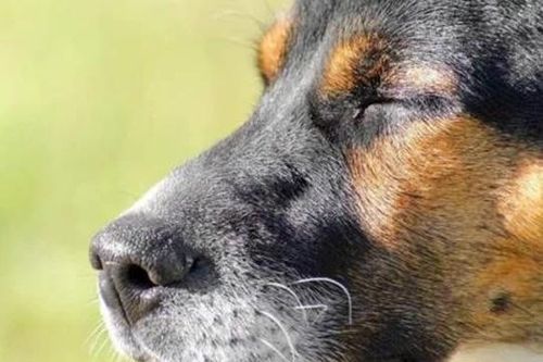 Vì sao những chú chó chọn nơi kín đáo trước khi sắp chết? Câu chuyện cảm động phía sau được tiết lộ