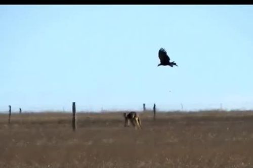 CLIP: Đại bàng 'ảo tưởng sức mạnh' tấn công kangaroo và cái kết bất ngờ