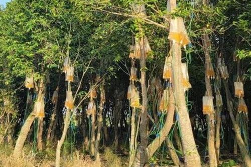Loại cây bị tiêm chất lỏng lạ để trở thành cây đắt đỏ nhất thế giới