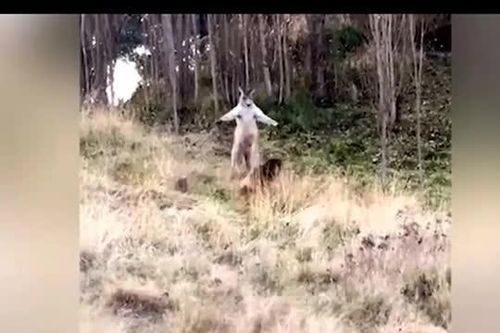 CLIP: Cuộc đối đầu kịch tính giữa chó Becgie và kangaroo và cái kết bất ngờ