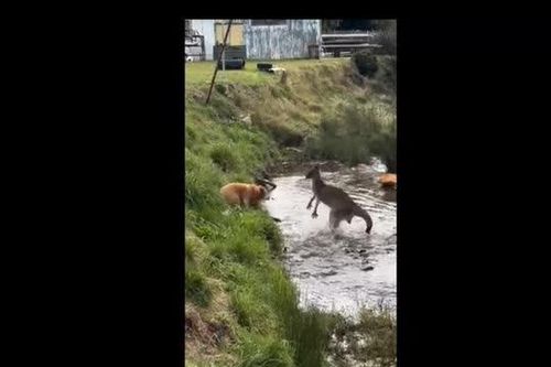 CLIP: Kangaroo anh dũng đánh bại ba con chó dữ, buộc chúng phải tháo chạy