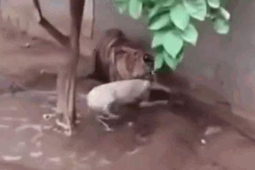 CLIP: Chủ động tấn công hổ, chó pitbull nhận cái kết 'đắng ngắt'