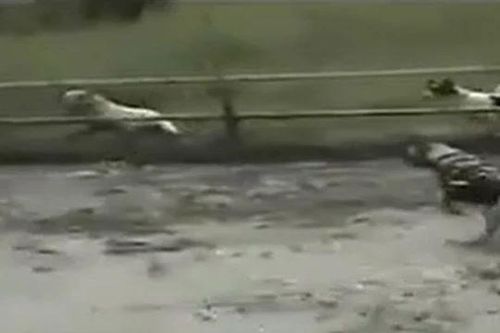 CLIP: Màn tử chiến đầy gay cấn của 3 con chó pitbull và lợn rừng