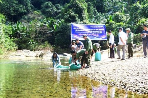 Tái tạo loại cá niên là đặc sản Quảng Nam tại Khu dự trữ thiên nhiên ở Quảng Bình