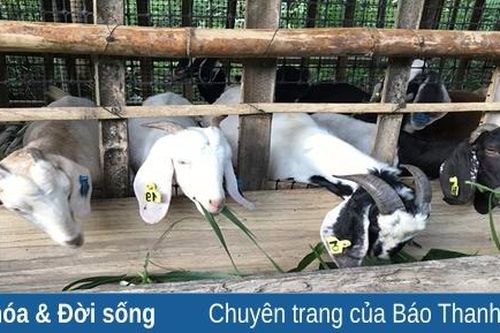 Tín hiệu tích cực từ những mô hình 'con nuôi mới, cây trồng mới' ở huyện vùng biên