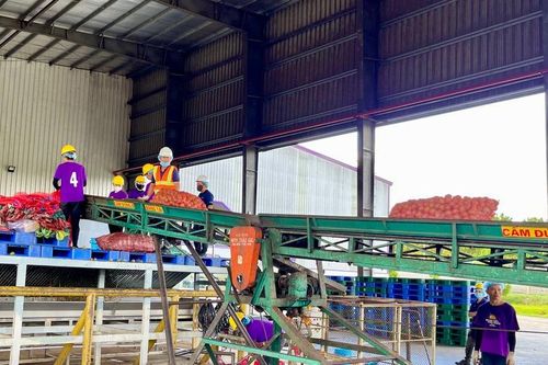 Gia Lai: Sản lượng nước ép trái cây giảm gần 15%