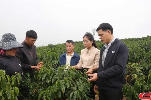 Hiệu quả từ chuyển đổi cơ cấu cây trồng ở Sốp Cộp