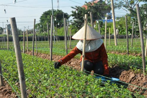 Nam Định: Phát triển ngành nghề nông thôn hướng tới nền nông nghiệp xanh, thân thiện với môi trường