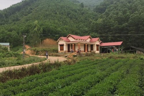 Cây chè giữ vai trò chủ lực trong giảm nghèo