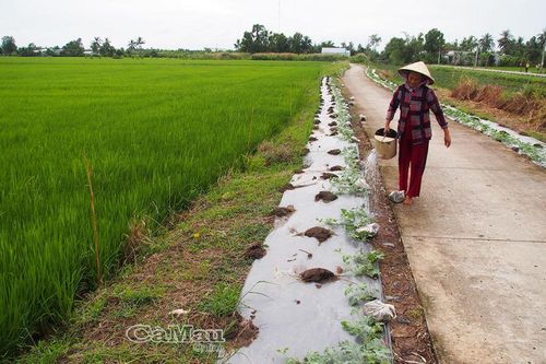 Hoa màu vào vụ tết