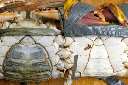 Cách phân biệt cua gạch và cua thịt