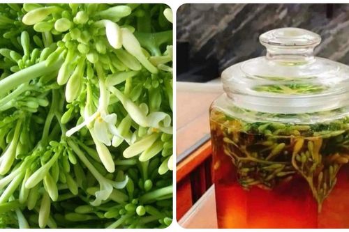 Có nên uống hoa đu đủ đực ngâm mật ong mỗi ngày?