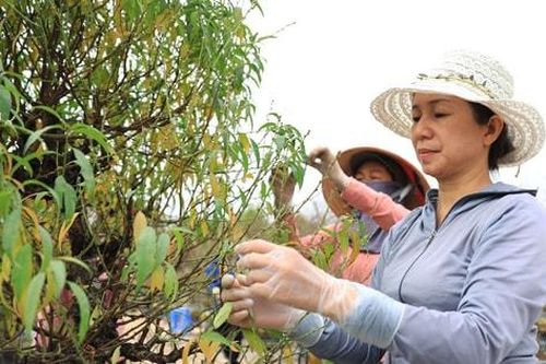 Làng đào Nhật Tân hối hả vào vụ Tết