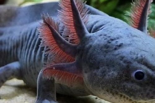 Loài 'khủng long' đang đối diện với nguy cơ tuyệt chủng: Biết khiêu vũ và tái phục hồi, trên thế giới chỉ còn khoảng 1.200 cá thể