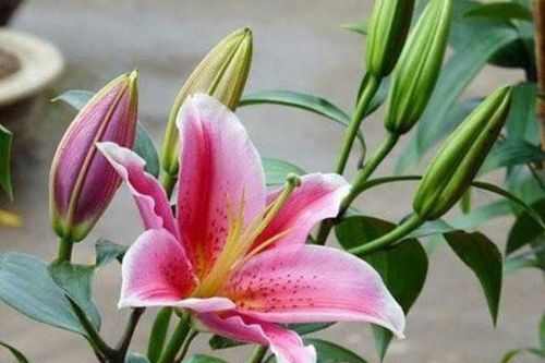 Về nhà mới không nên cắm những loại hoa này kẻo ảnh hưởng phong thủy