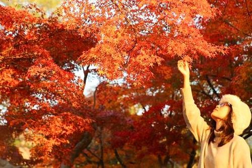 Ngắm vẻ đẹp rực rỡ mùa lá đỏ trên đất nước mặt trời mọc
