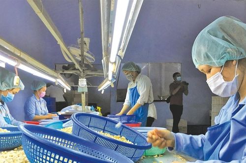 Chuẩn bị lực cho xuất khẩu xanh