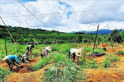 Kon Tum: Triển khai hiệu quả chính sách đất đai đối với đồng bào dân tộc thiểu số