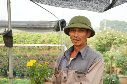 Hà Nội: Người dân 'thủ phủ' hoa Mê Linh tất bật vào vụ Tết