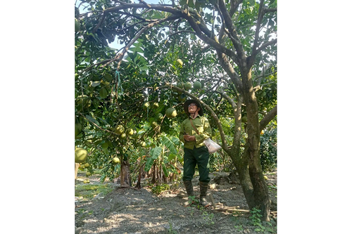 Làm giàu trên vùng đất khó